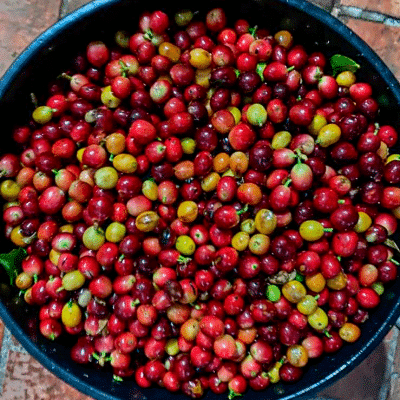 A full bucket of vivid post-harvest coffee cherries.