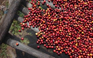 Red coffee cherries drying in a natural process on raised beds.