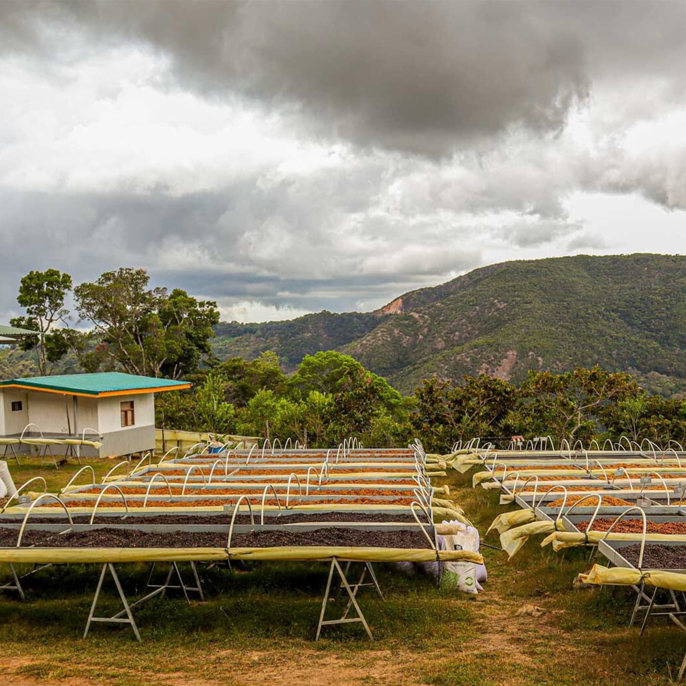 The drying beds at Hacienda San Isidro Labrador.